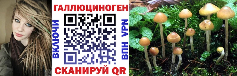 Псилоцибиновые грибы Psilocybe  купить   Нижневартовск 